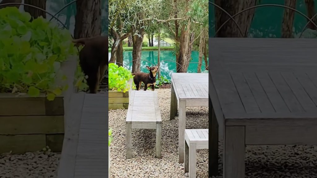 Mornington Peninsula wine tours we visit one of our best the beautiful Green Olive #wine #winetours