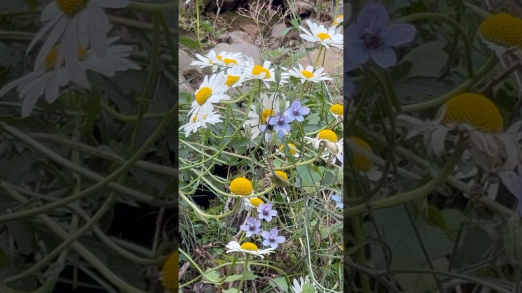 #travel #life #nature #trendingshorts #travelshorts #naturelovers #blog #ytshorts #forest