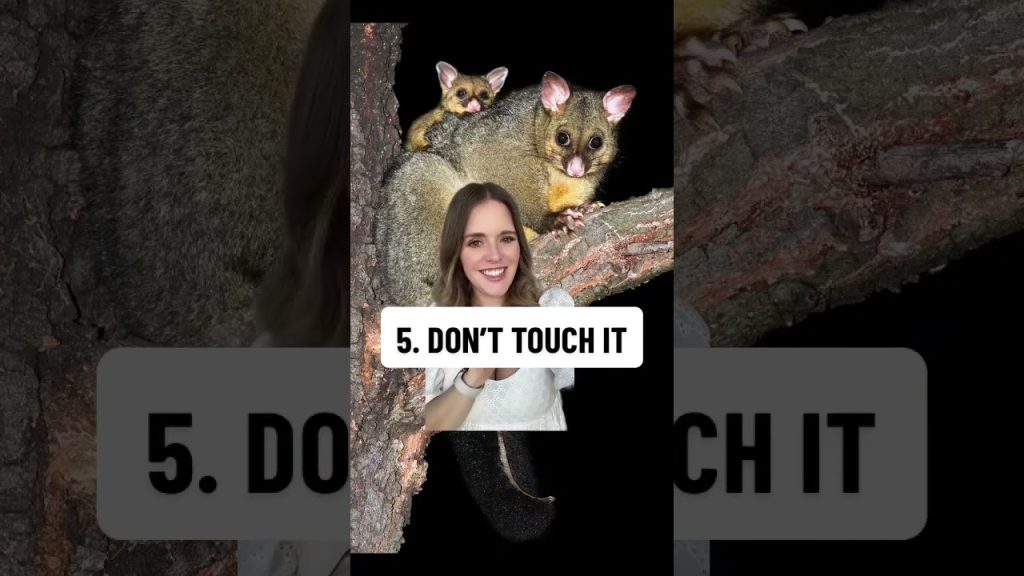 3 things NOT to do in #australia #tips #travel #advice #dontdoit