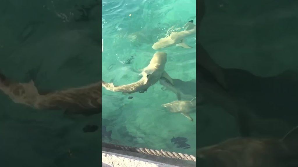 Shark feeding in Maldives❤️ #travel #travelblog #maldives #travelvlog #islandlife #islandhopping